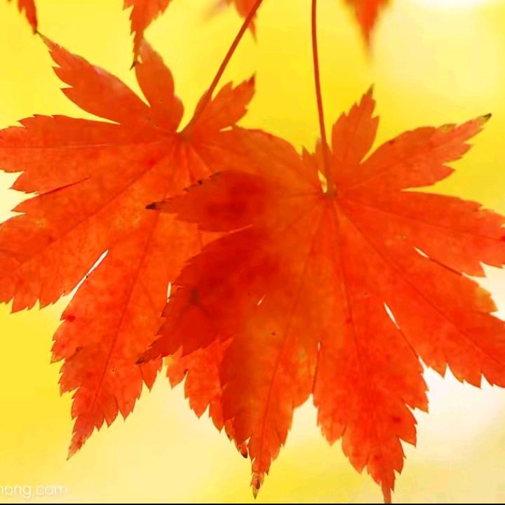 以便以谢2，首播