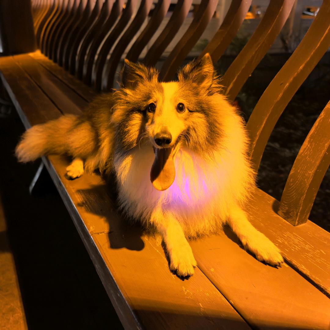 H-☘️（福星）🐶