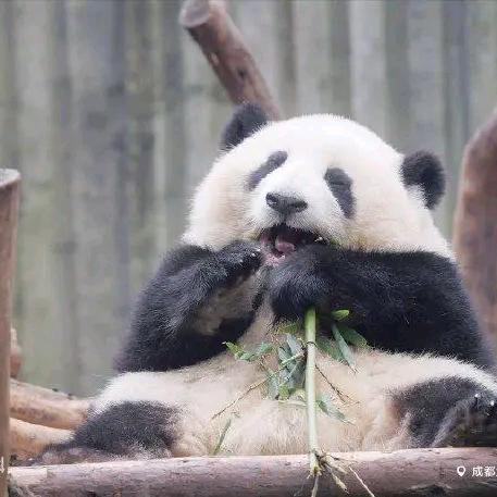 胖哥体育