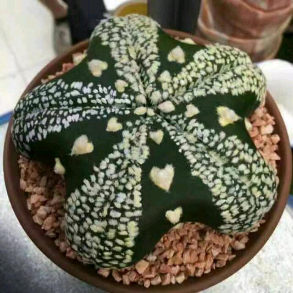 亿棵球园艺
