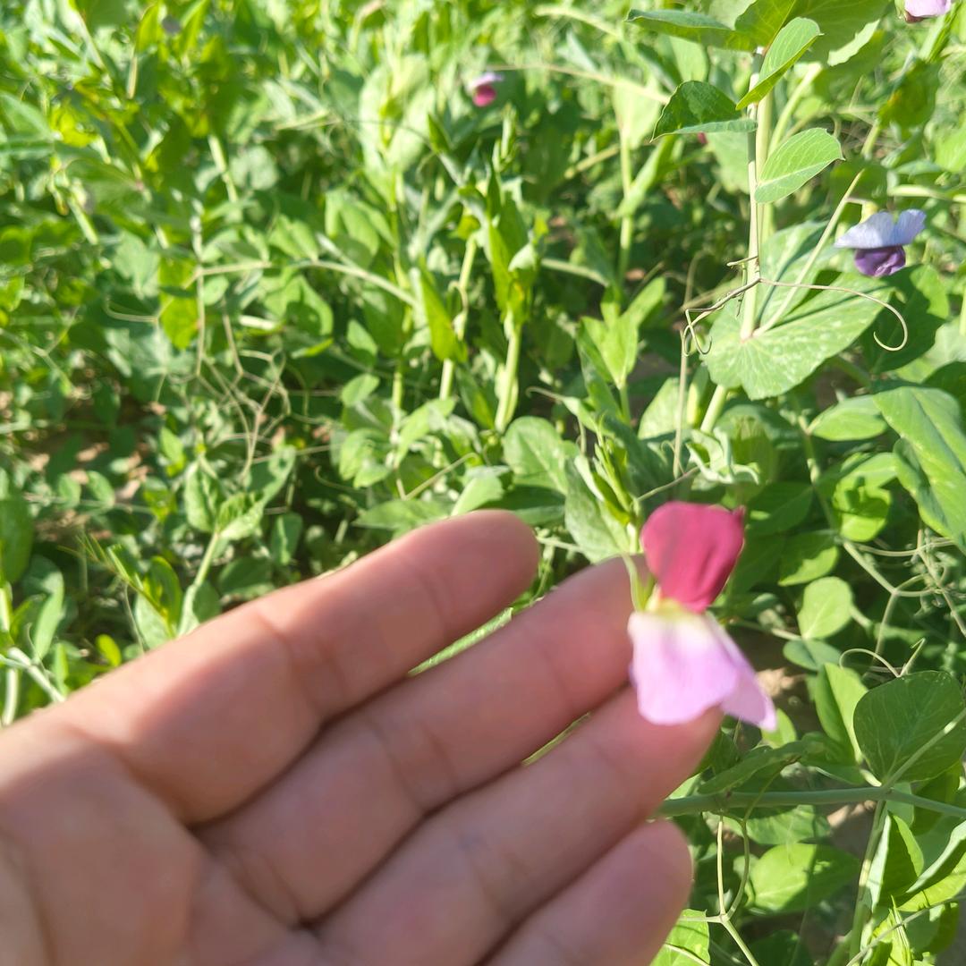 芽芳