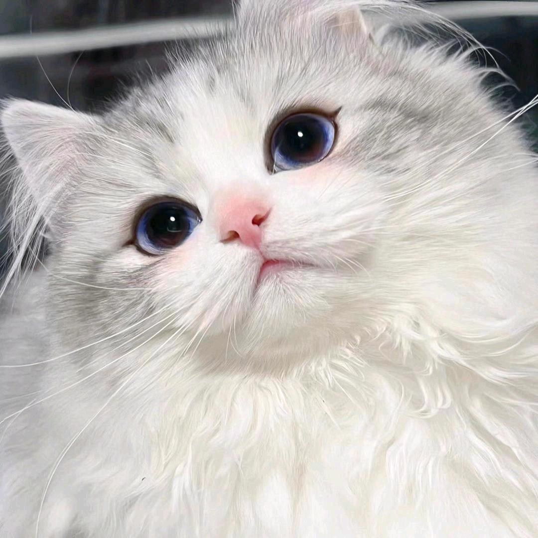 阌莲