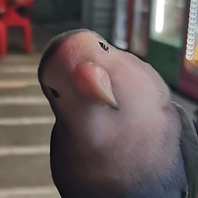 两只小鸡