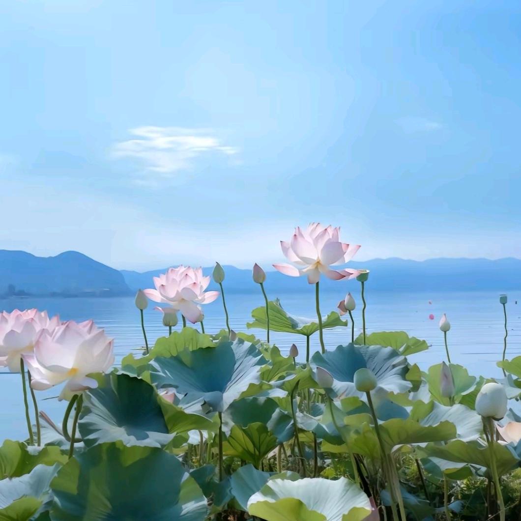 理l想