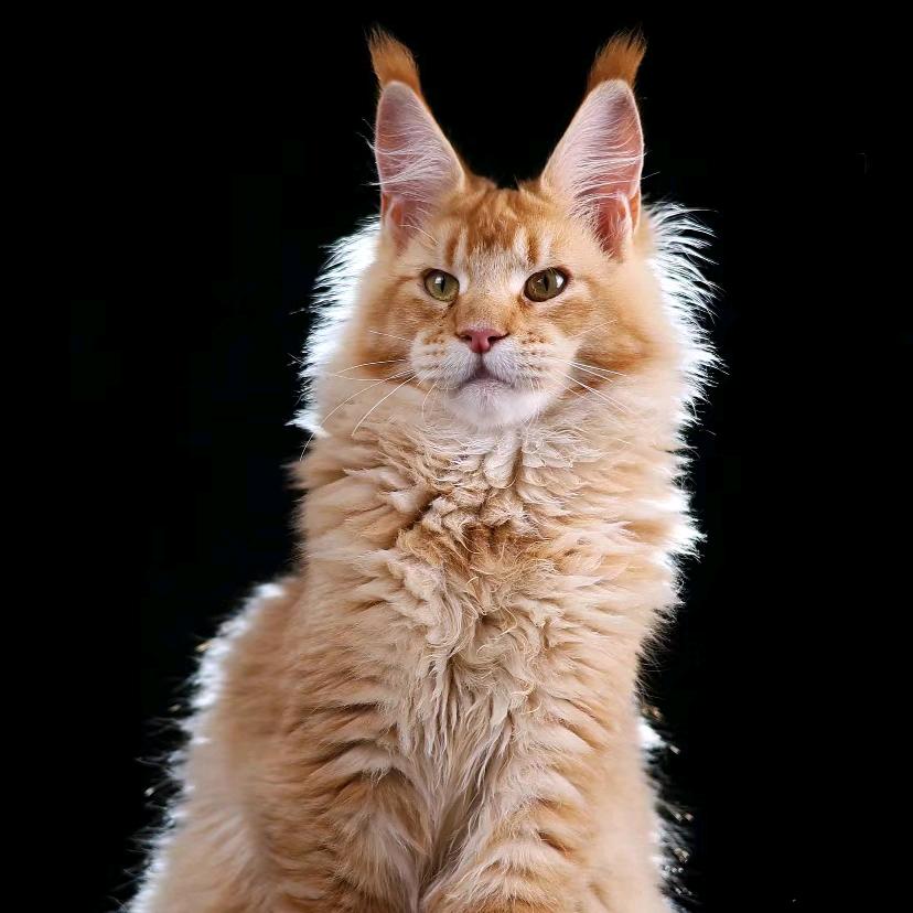 甄选缅因猫舍-小蒙繁育缅因猫20年