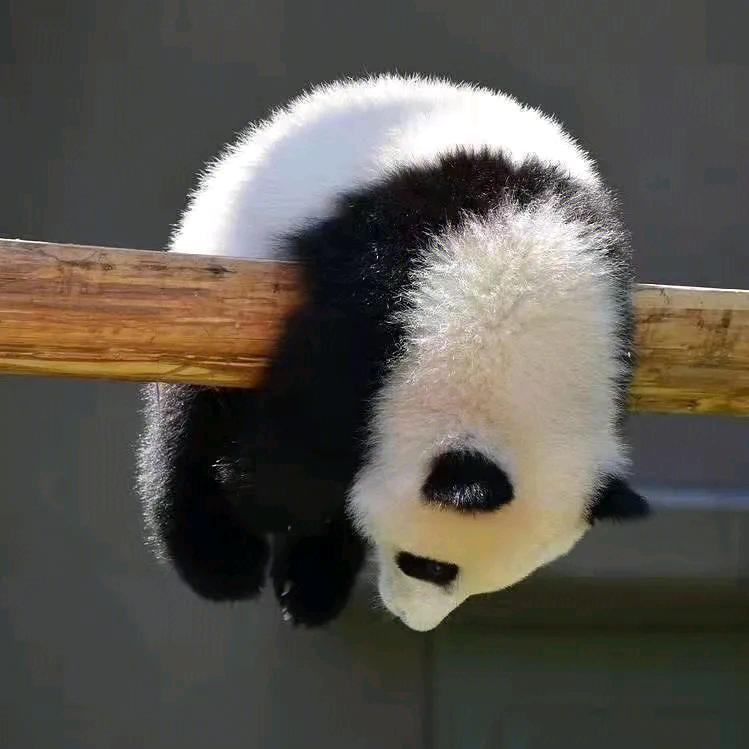 熊猫ST🦊