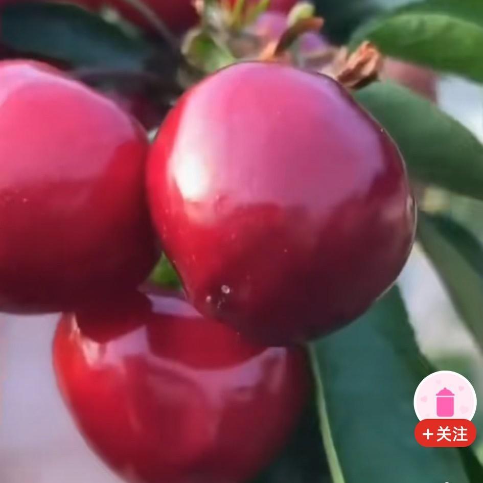 云南杨总