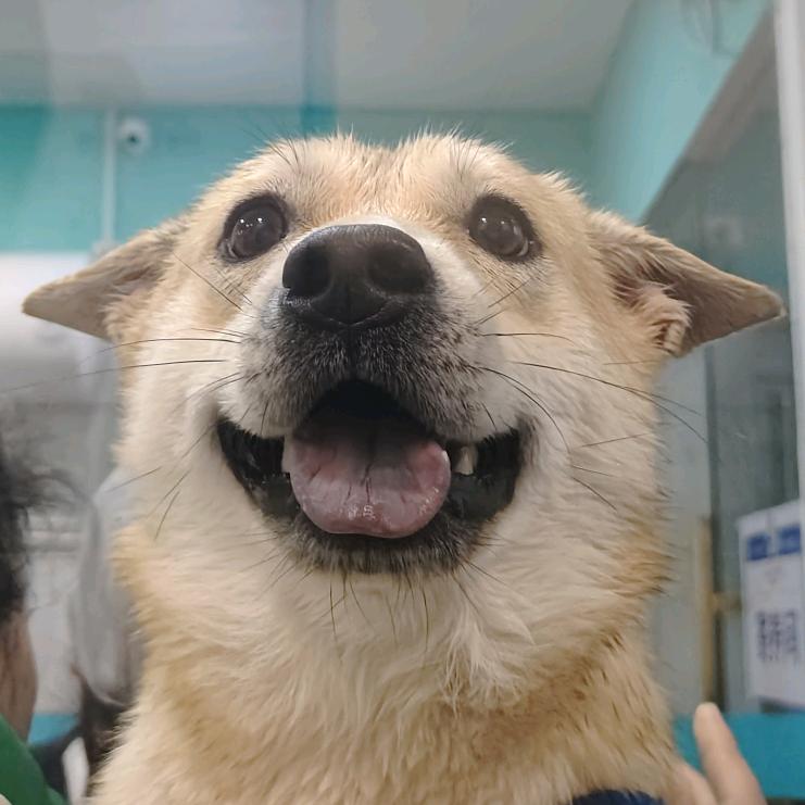 十六是只田园犬