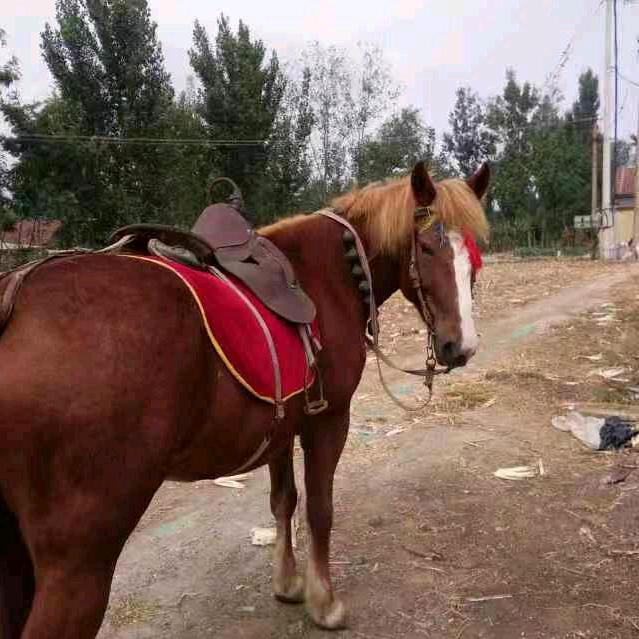 🐴千里马