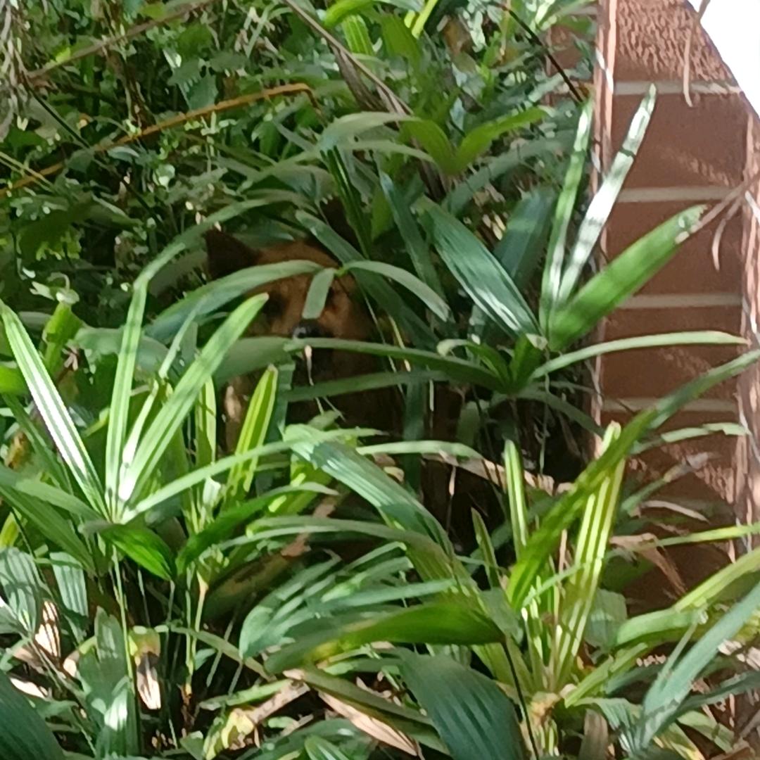 原来你是