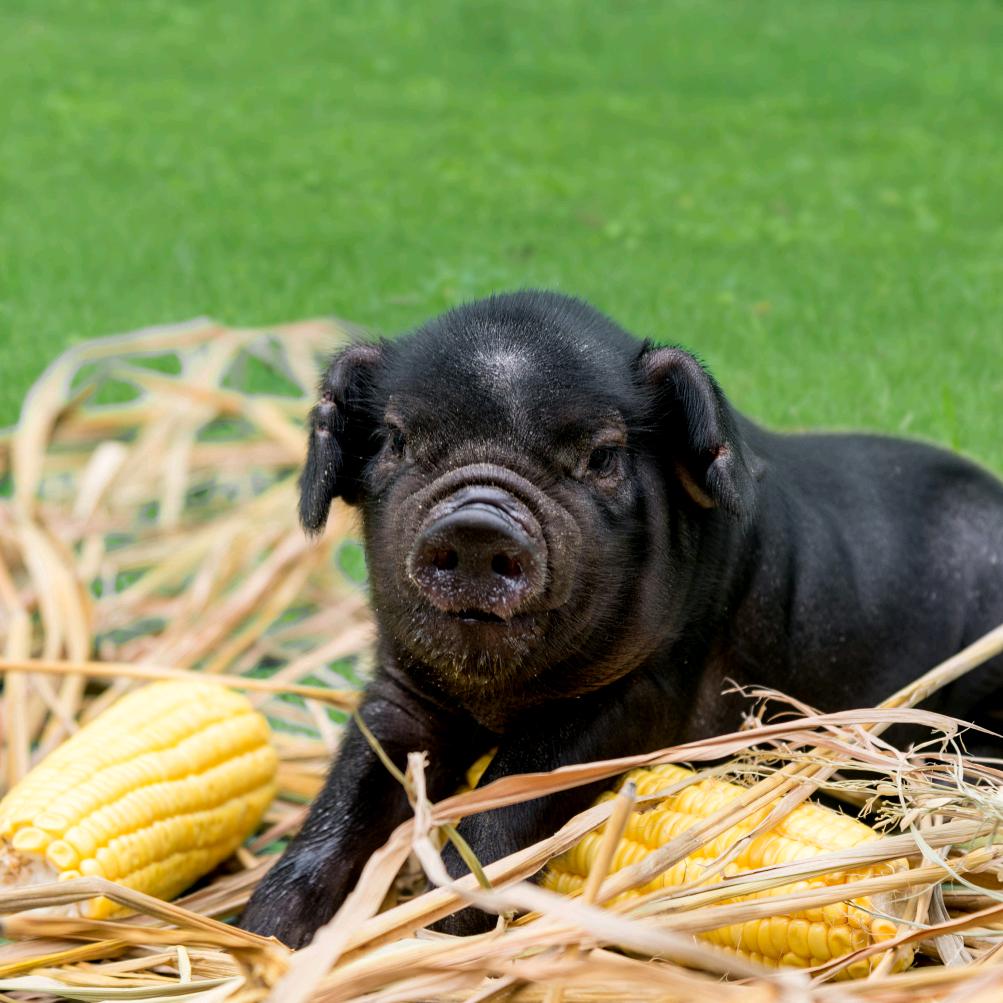 云顶 土内江黑猪
