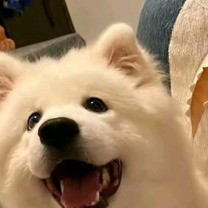 高冷小老头