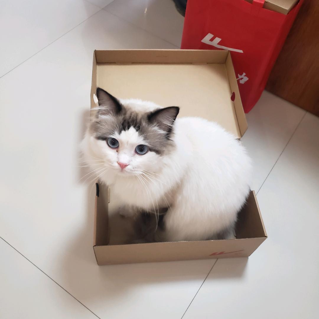 炳子是喵喵