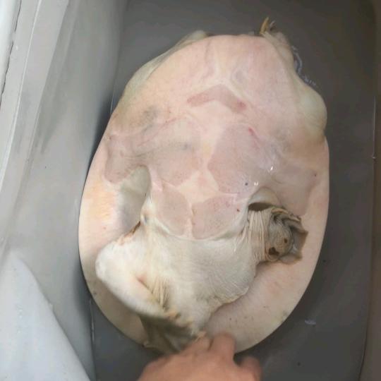 行者(高端特种鱼)