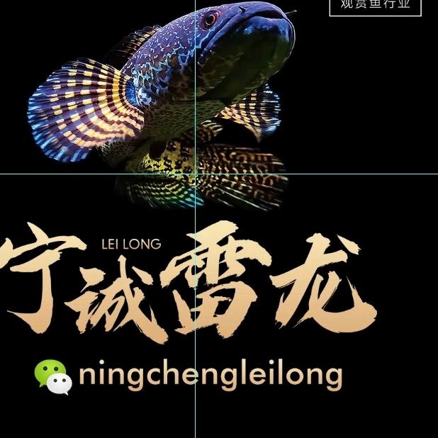 宁诚雷龙