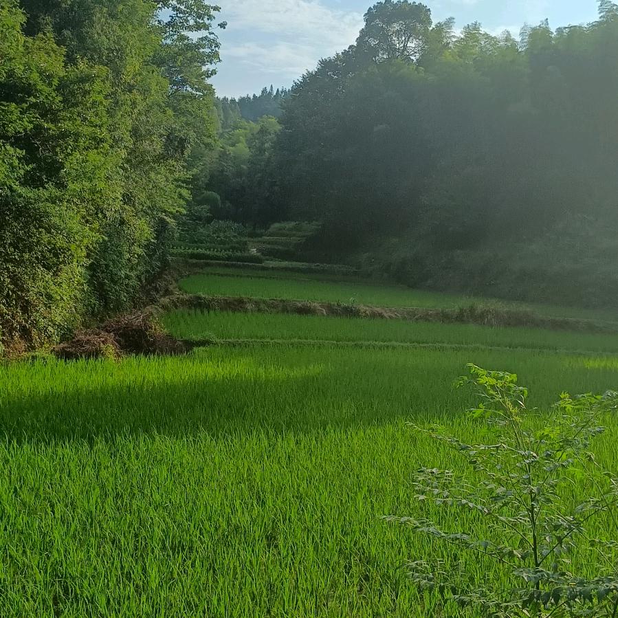 @李先生