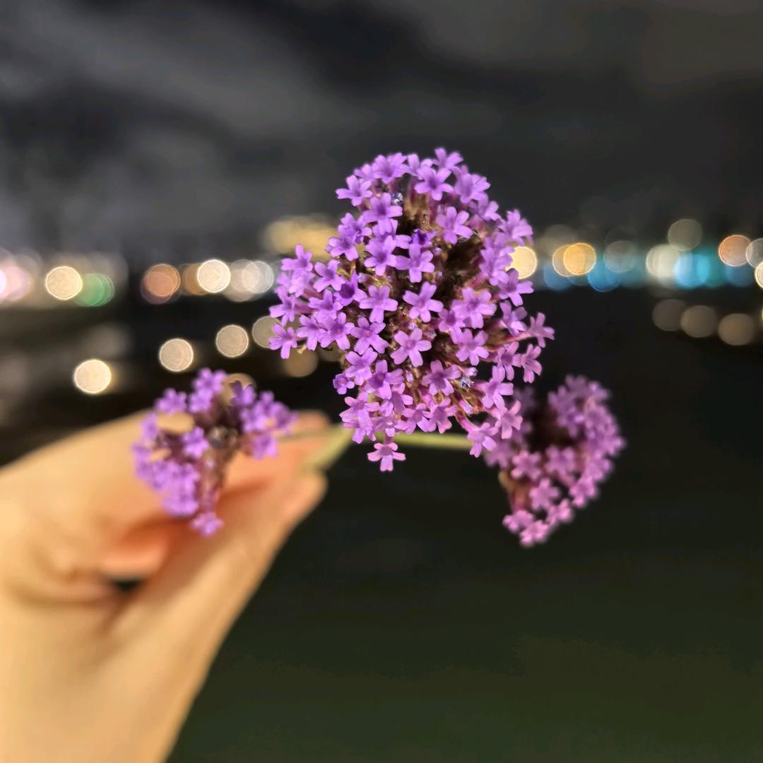 含羞草