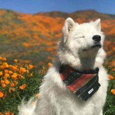 HHHo((◕ฺ∀ ◕✿ฺ))o