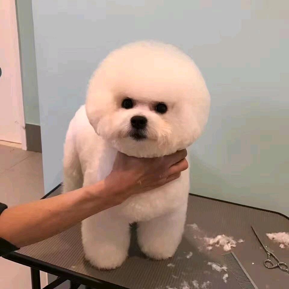 北关宠物优品