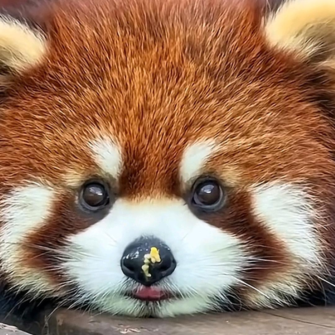鹿鸣
