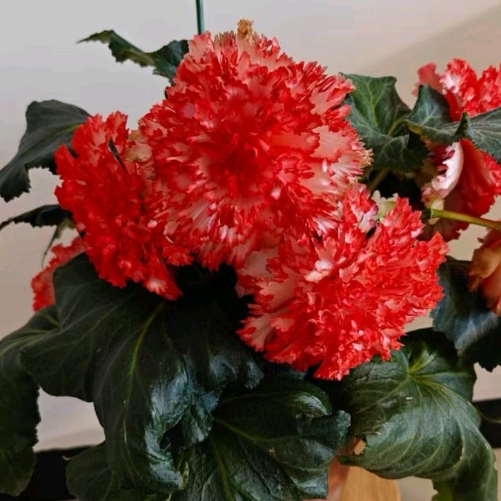 花仙子