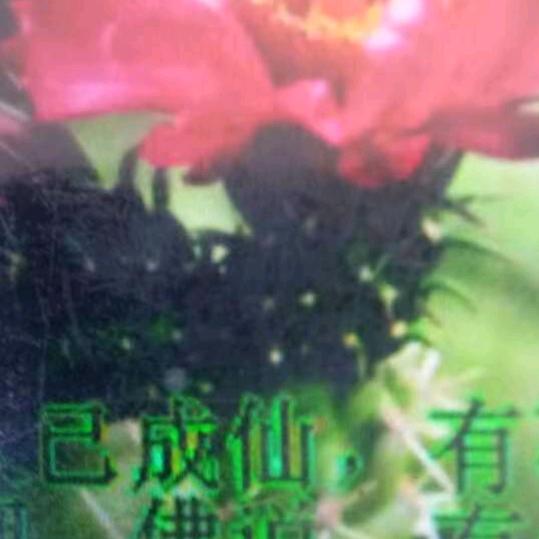 爱的世界只有你