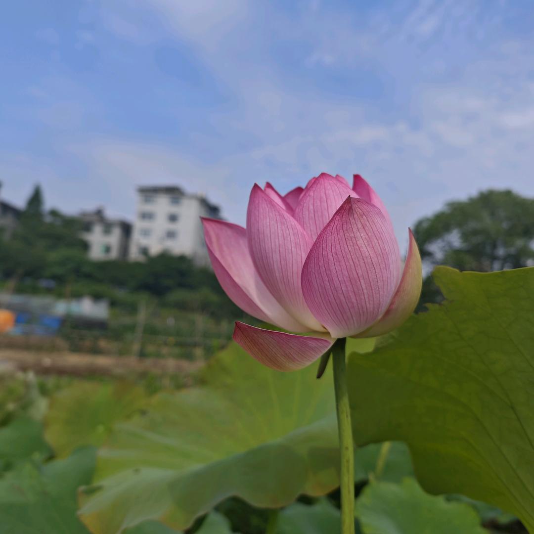 李哥《唱吧》