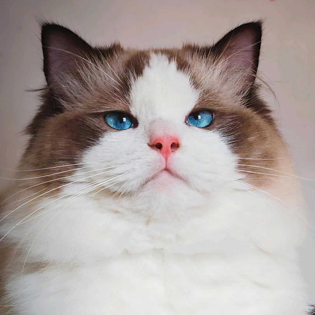 ✨养鱼佬 Lᵒᵛᵉᓚᘏᗢ✨