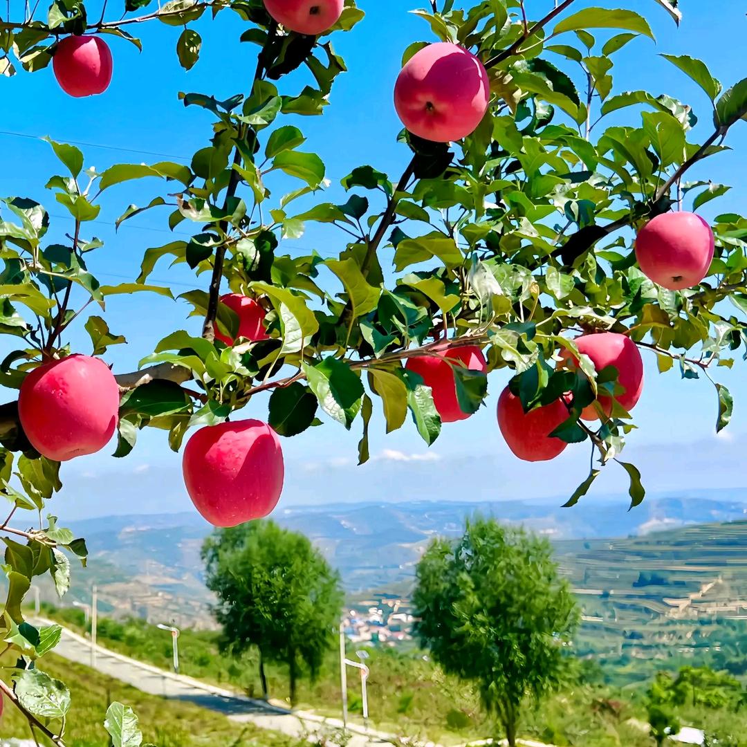 大中原农产品直达仓