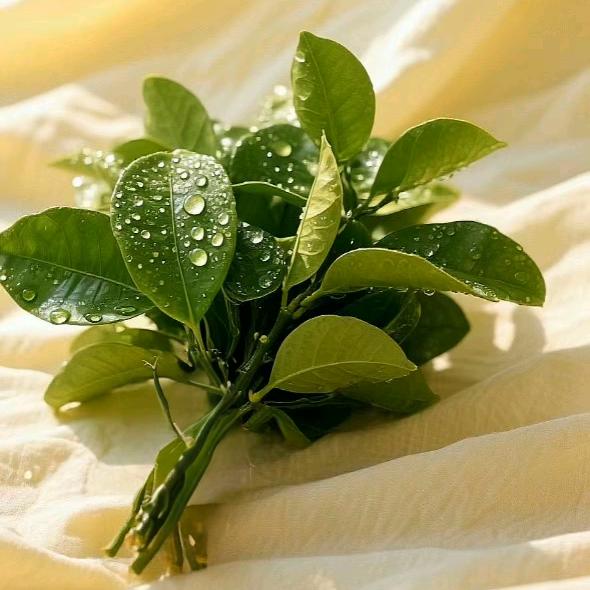 এ᭄Queenོꦿ࿐