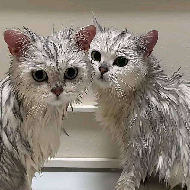 红鲤鱼绿鲤鱼与驴