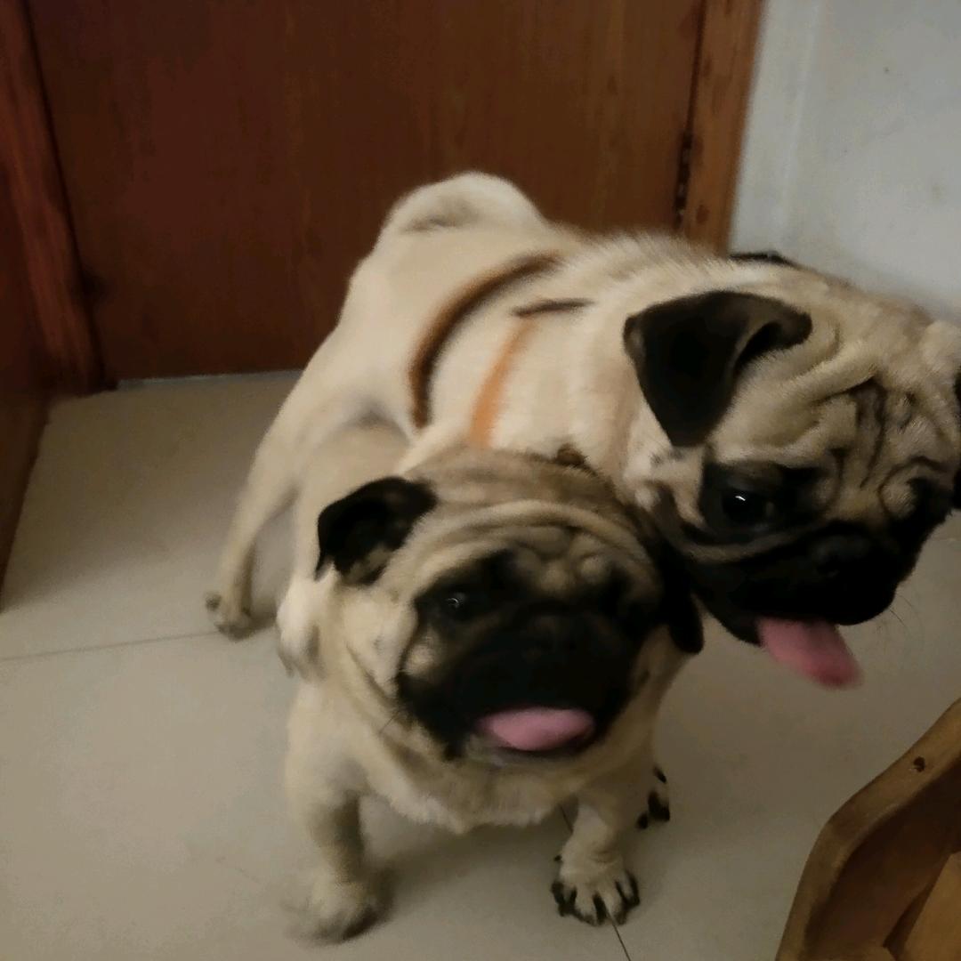 俩只肉墩墩