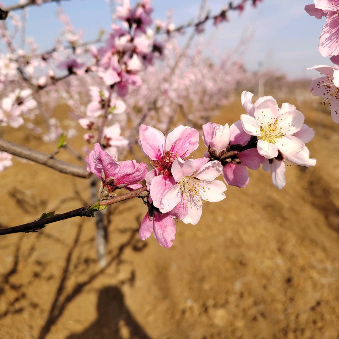 荣发机械     啊旺