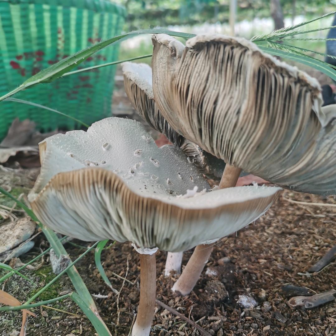 小桔子