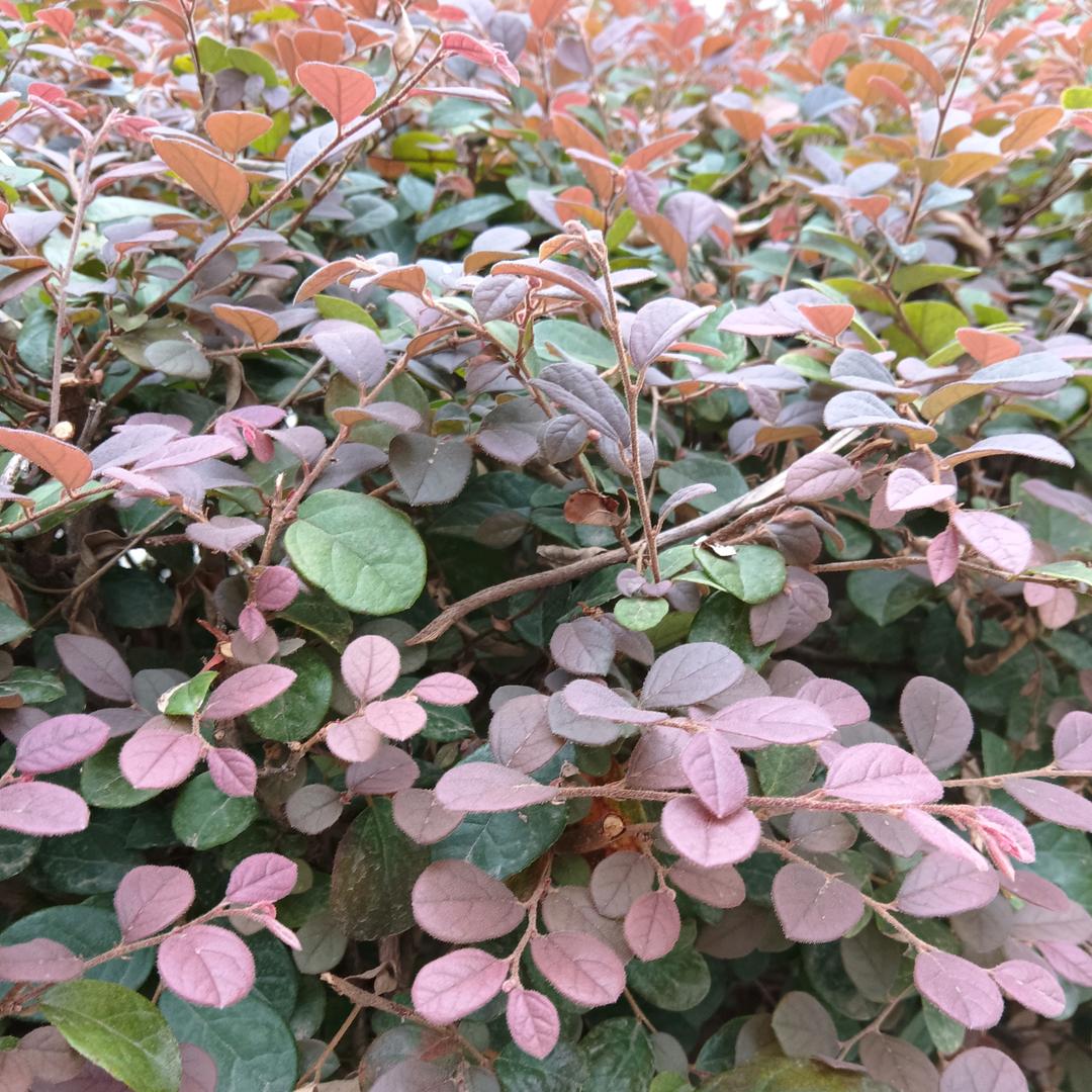 颜汐╰(*°▽°*)╯