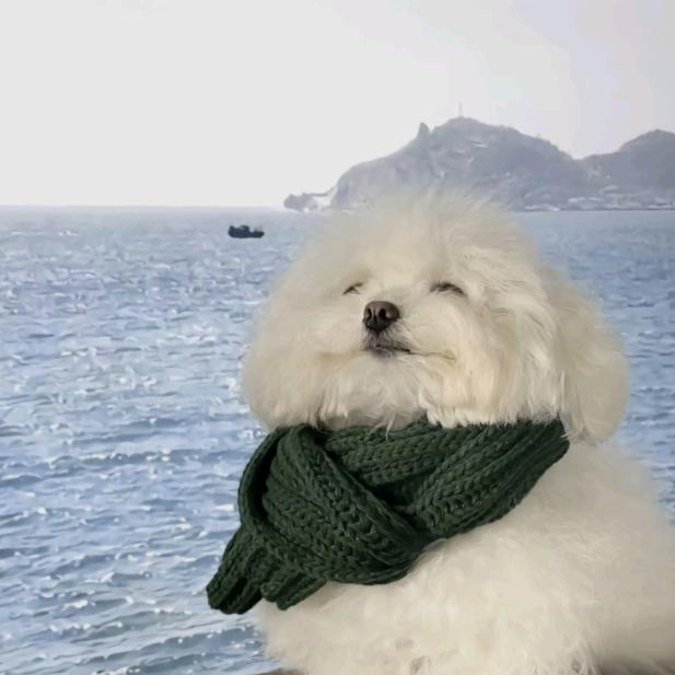 单招马老师