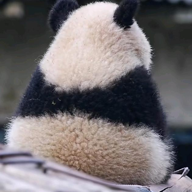 ╭( ′• o •′ )╭☞就是这个人！