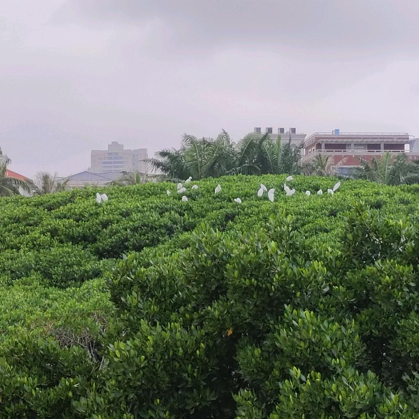 锦鲤之川