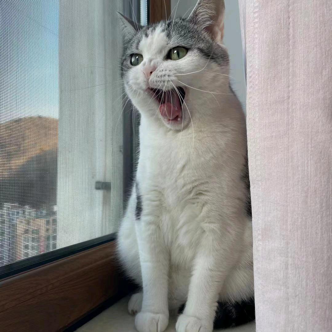 影子