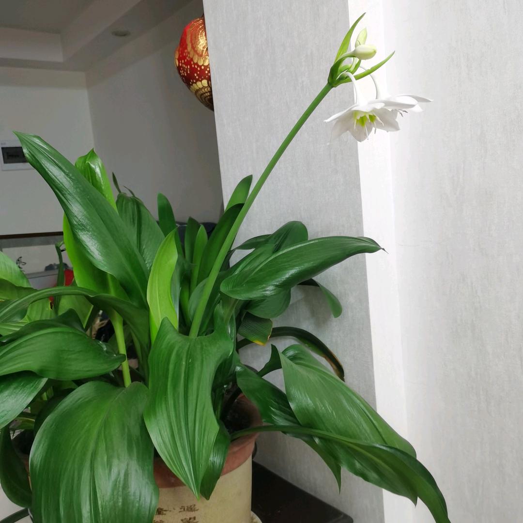 五福金子