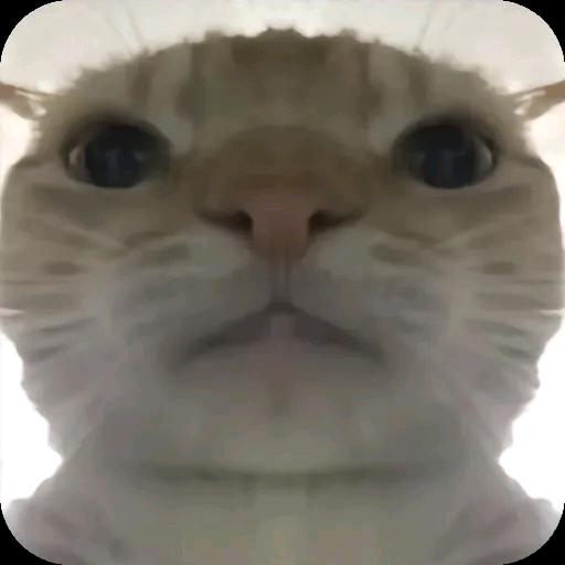 只会跑刀的哈基蜂