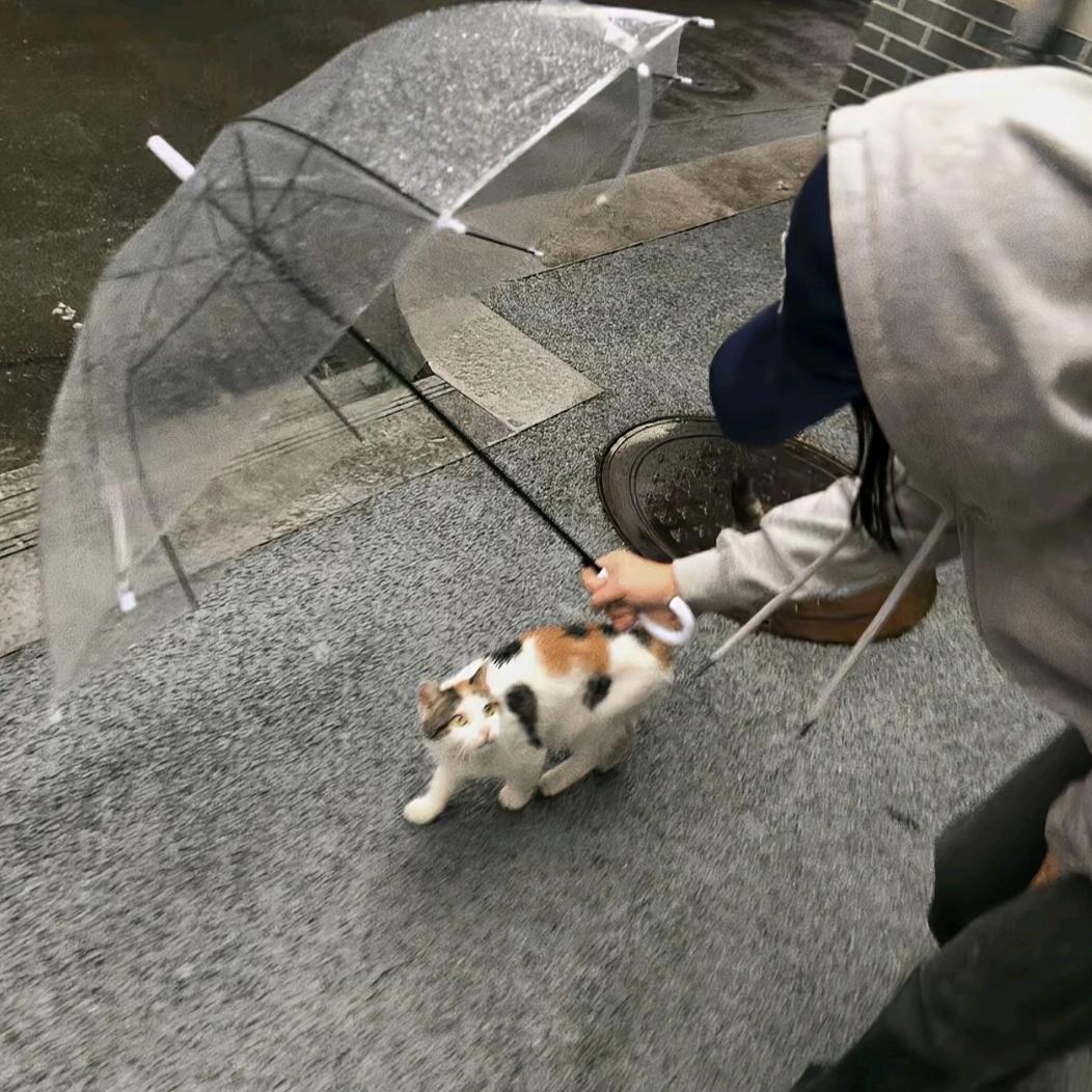 雨滴落的第七秒