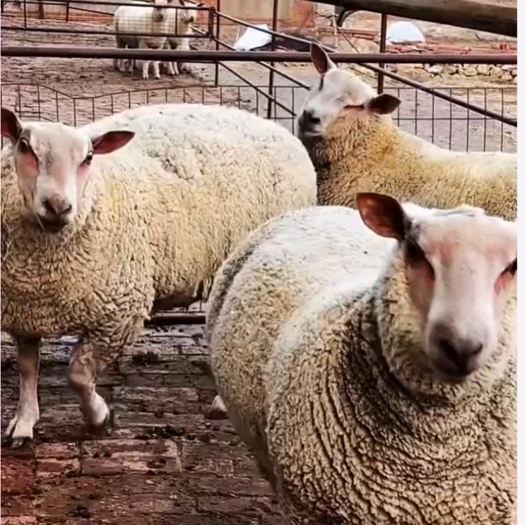 有种的麦麦提江养殖