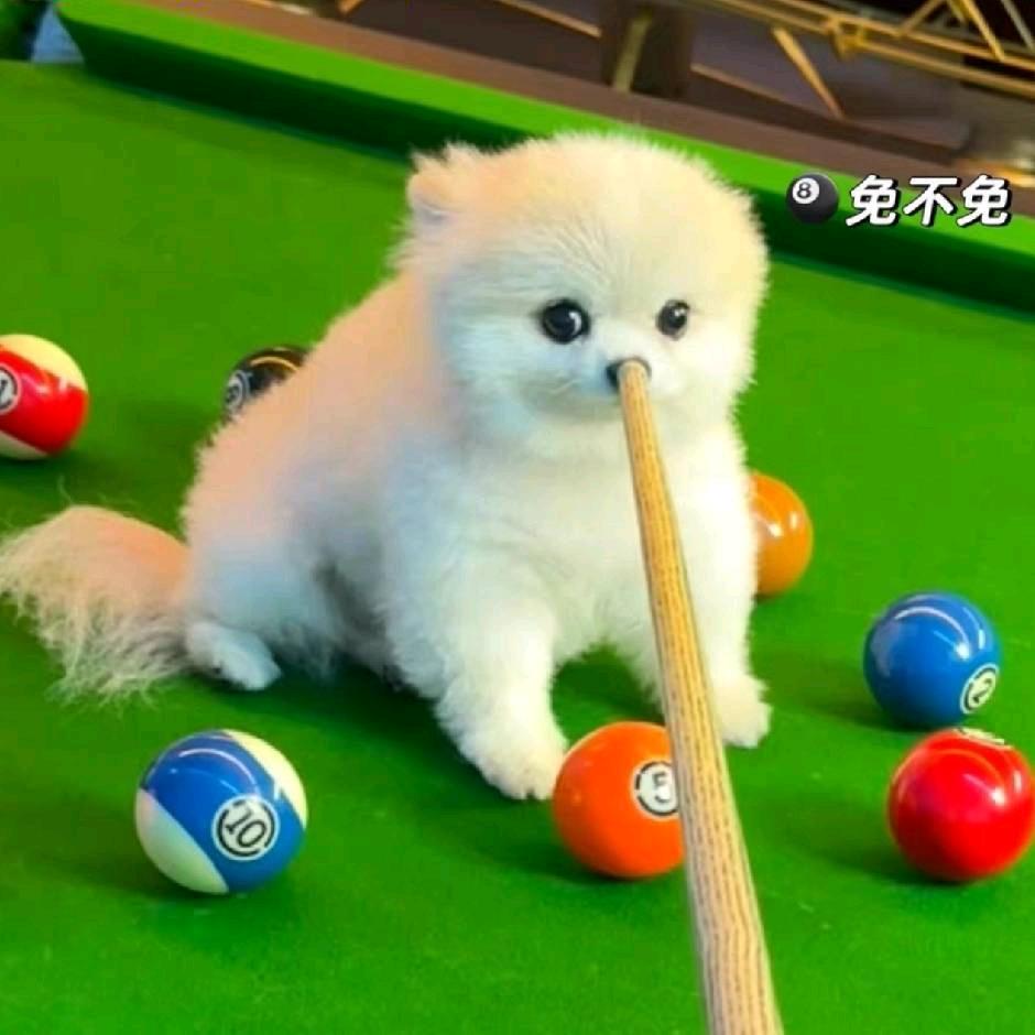 冇法挽留