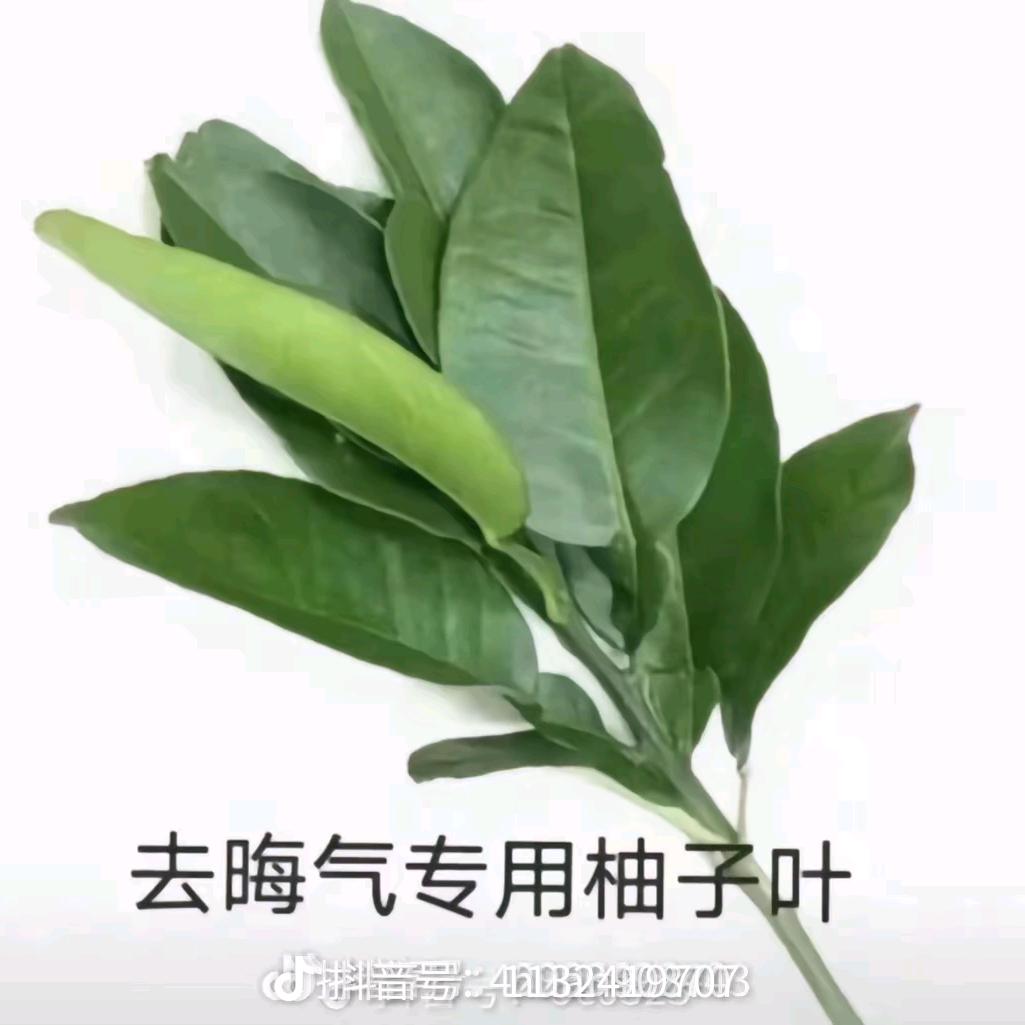 梨晚枝.