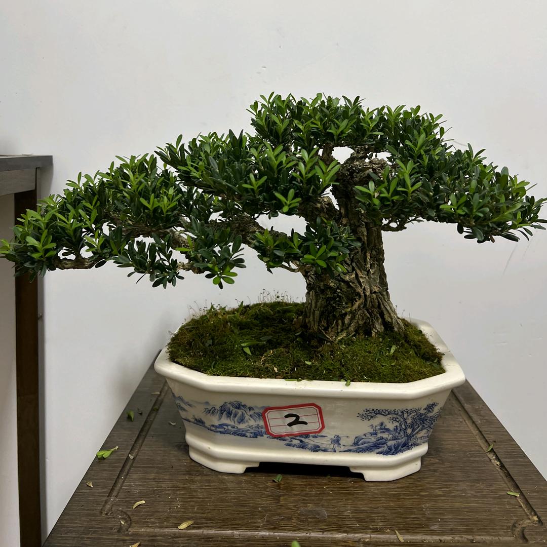 昌霖盆景园艺