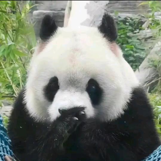 终极守护者