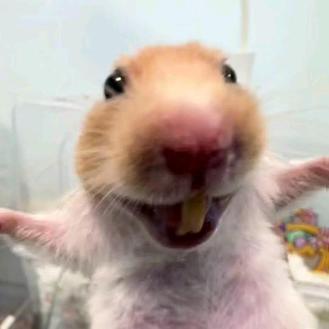 新菓子