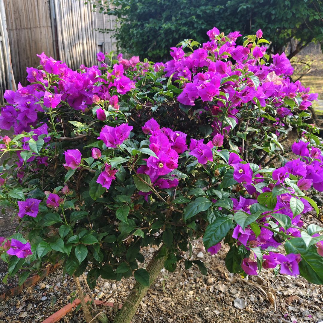 :花之海洋。