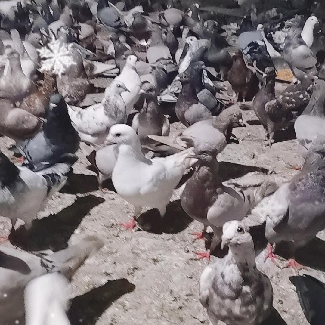 红姐肉鸽养殖场